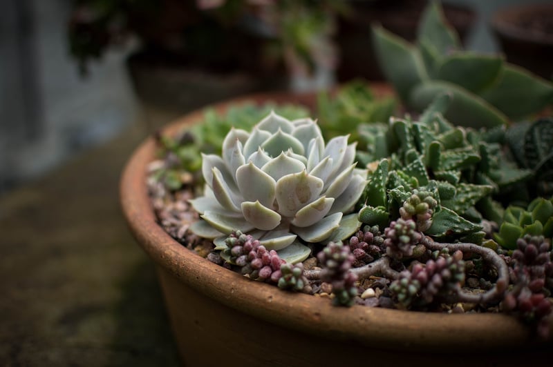 Tin Can Planters