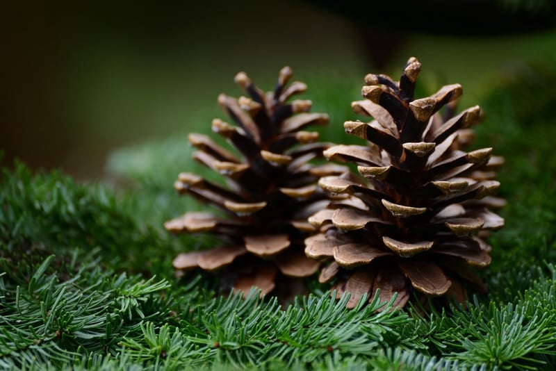 Pine Cone Creations